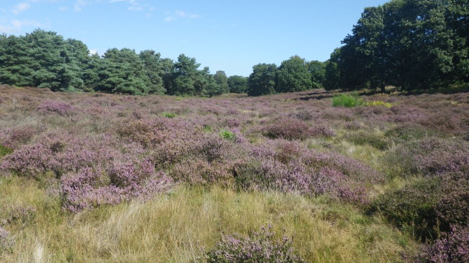 2020-08-20 06 Sandlings 5 - Rendlesham Forest.jpg